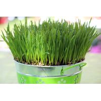 Living Seeds Wheatgrass Sprouting & Microgreen Seeds